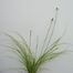 Sedge (Carex genus).
